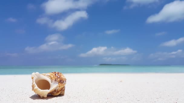 Seashell Praia Branca Férias Verão Austrália Oceania — Vídeo de Stock