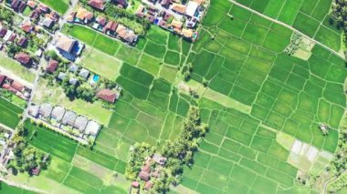 Küçük evlerin ve yeşil tarlaların insansız hava aracı görüntüsü. Tayland 'da yaz manzarası.