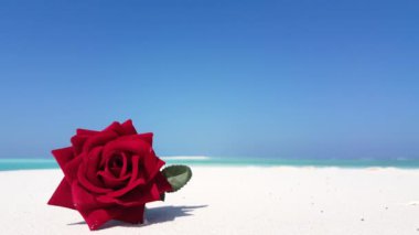 Kumsalda kırmızı gül. Bora Bora 'daki tropik cennet, Fransız Polinezyası.
