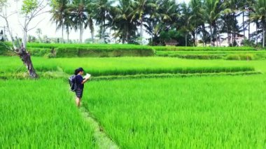 Sırt çantalı bir kadının pirinç tarlasında yürüyüşünün hava görüntüsü.
