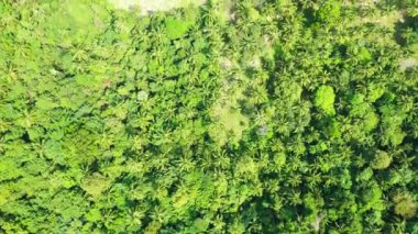 Adadaki en iyi yeşil palmiye manzarası. Endonezya, Bali 'de yaz tatili.  