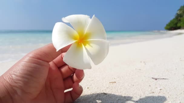 Человек Держащий Цветок Франджипани Пляже Летний Пейзаж Бали Индонезия — стоковое видео