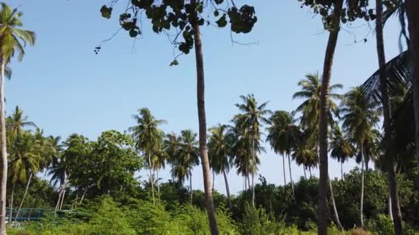 En regardant de grands palmiers verts sur l'île.Voyage à Bora Bora, Polynésie française.