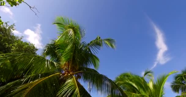 Нижний Вид Пальм Голубом Фоне Неба Тропическая Поездка Барбадос Карибы — стоковое видео