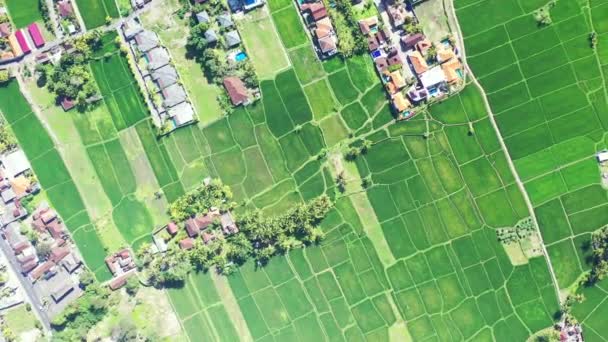 Vista Dal Drone Campi Verdi Gita Estiva Nella Repubblica Dominicana — Video Stock