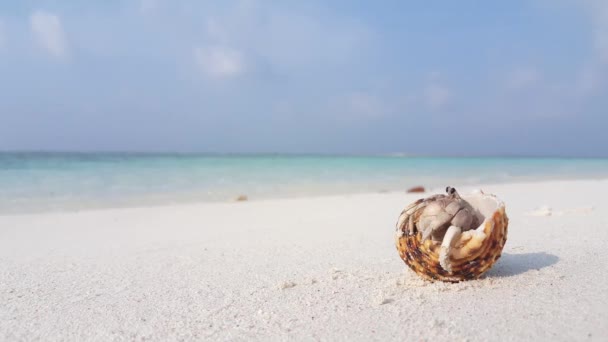 小螃蟹在沙滩上的贝壳里 前往印度尼西亚巴厘的夏季旅行 — 图库视频影像