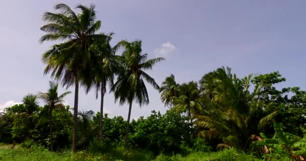 Palme Verdi Sulla Spiaggia Umore Estivo Bali Indonesia — Video Stock