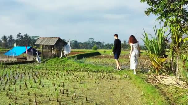 Video Couple Walking Rice Fields — Stock Video