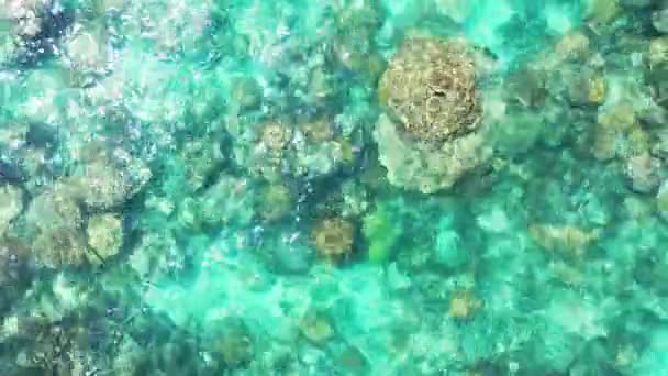 Felsen Auf Dem Grund Durch Transparentes Wasser Betrachtet Naturszene Jamaikas — Stockvideo