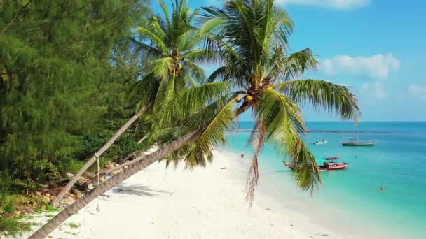 Palmy Kokosowe Wybrzeżu Egzotyczna Podróż Koh Samui Tajlandia — Wideo stockowe