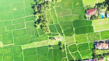 Yeşil alanlar yukarıdan görünüyor. Bali, Endonezya 'da egzotik tatil.