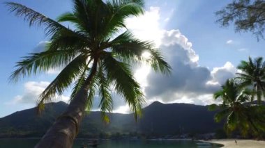 Sahildeki yemyeşil palmiyeler. Bahamalar, Karayipler 'de tropik tatil. 