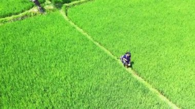 Genç Asyalı kızın tropikal adanın yeşil güzel tarlasında çekilmiş görüntüleri. 