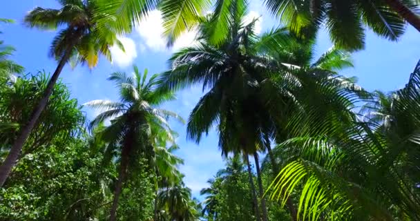 Saftig Grüne Palmen Auf Der Insel Sommerurlaub Nach Bali Indonesien — Stockvideo