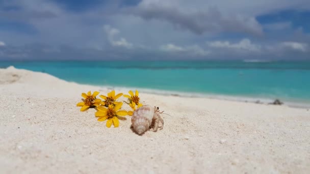Kleine Krab Met Gele Bloemen Het Strand Exotisch Karakter Van — Stockvideo