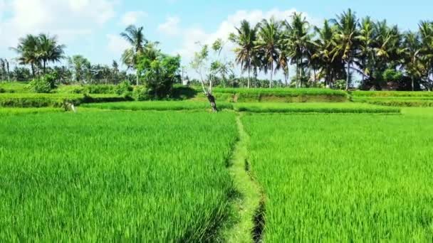 Cultivated Green Fields Viewed Drone Enjoying Nature Bali Indonesia — Stok Video