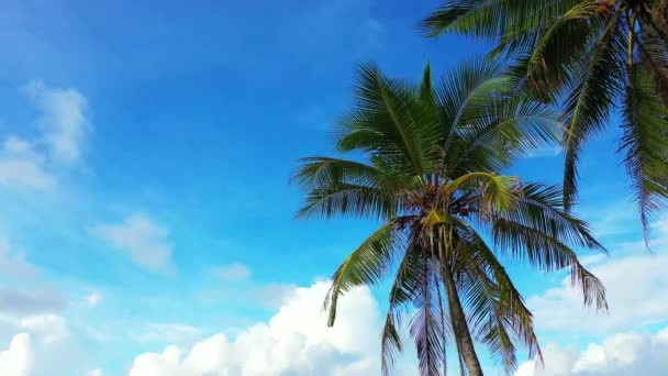 Des Palmiers Verts Sur Plage Saison Des Vacances Bali Indonésie — Video