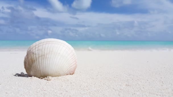 Conchiglia Bianca Sulla Spiaggia Sabbia Scena Estiva Bahamas Caraibi — Video Stock