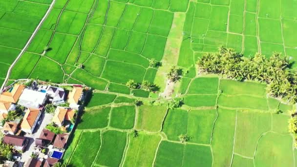 Luftaufnahme Von Grünen Feldern Reisen Nach Bora Bora Französisch Polynesien — Stockvideo