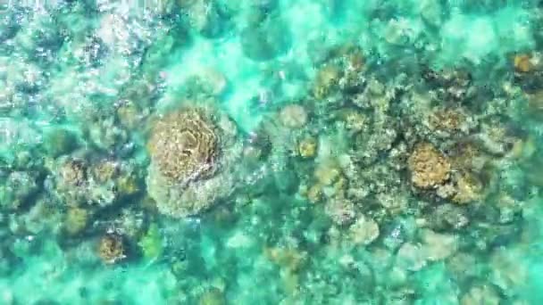 Transparentes Grünes Flachwasser Mit Korallenriff Sommerurlaub Auf Bali Indonesien — Stockvideo