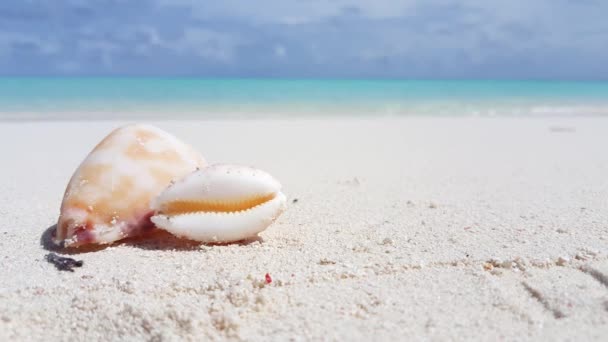 Små Snäckskal Vid Strandlinjen Landskap Jamaica Västindien — Stockvideo