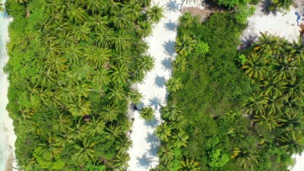 Árvores Verdejantes Ilha Tropical Koh Samui Cena Idílica Tailândia — Vídeo de Stock