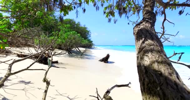 Utsikt Över Grönskande Handflator Stranden Bali Idylliska Natur — Stockvideo