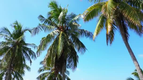 Bottom view of green palms with blue sky. Summer trip to Dominican Republic, Caribbean. — Stock Footage Bottom View Green Palms Blue Sky Summer Trip Dominican Republic Stock Footage
