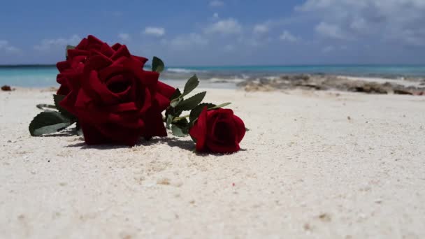 Μπουκέτο Τριαντάφυλλα Στην Παραλία Απολαμβάνοντας Φύση Του Μπαλί Ινδονησία — Αρχείο Βίντεο