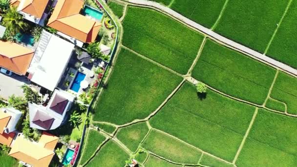 Champs Verts Cultivés Vus Partir Drone Profiter Nature Bali Indonesia — Video