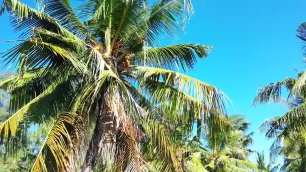 Palme Verdeggianti Sull Isola Scena Natura Tropicale Della Giamaica Caraibi — Video Stock