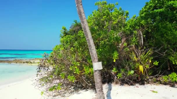 ビーチの緑の木 ドミニカ共和国 カリブ海の夏の楽園 — ストック動画