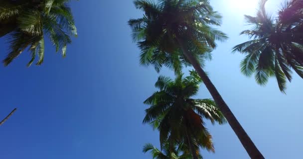 ビーチで背の高い緑のヤシの下のビュー カリブ海のバルバドスへの旅行 — ストック動画