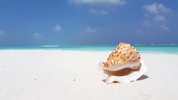 视频中的背景是沙滩上的贝壳和海滩 — 图库视频影像