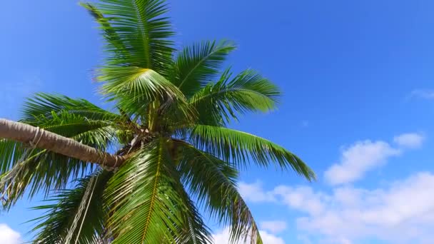 Bottom View Single Palm Blue Sky Summertime Scenery Maldives — Stock Video