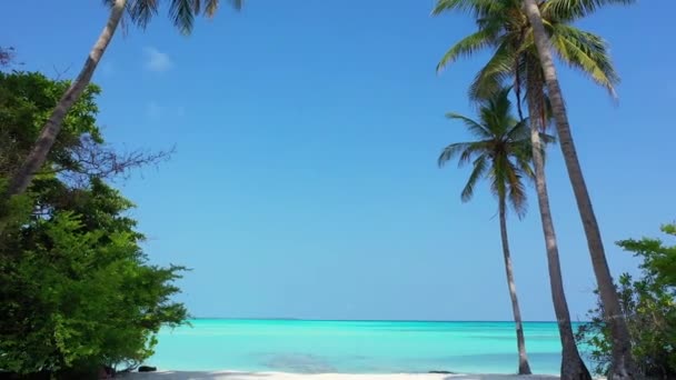 Grand Palmiers Verts Avec Mer Turquoise Voyage Été Aux Maldives — Video