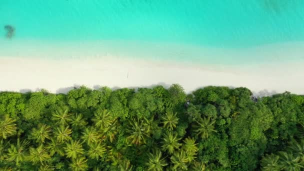 해안선을 야자수의 꼭대기가 보인다 프랑스령폴리네시아의 보라로 — 비디오