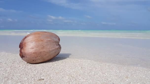 Ωρίμασε Καρύδα Στην Παραλία Εξωτικό Καλοκαιρινό Ταξίδι Στο Μπαλί Της — Αρχείο Βίντεο