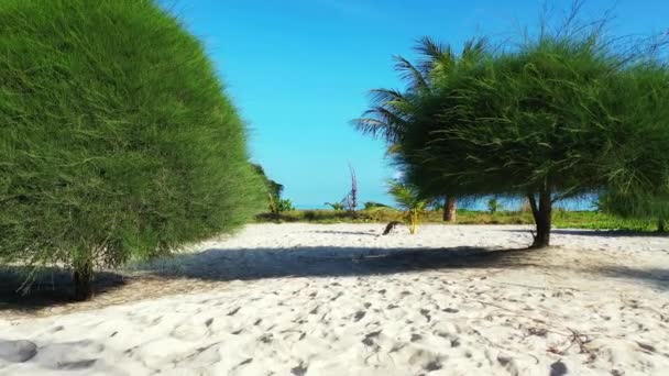 Calme bord de mer avec des arbres ombragés sur le sable. Scène de nature exotique de Bali, Indonésie.
