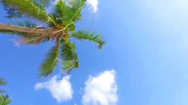 Adadaki yeşil palmiyelerin alt görüntüsü. Avustralya, Okyanus Manzarası. 