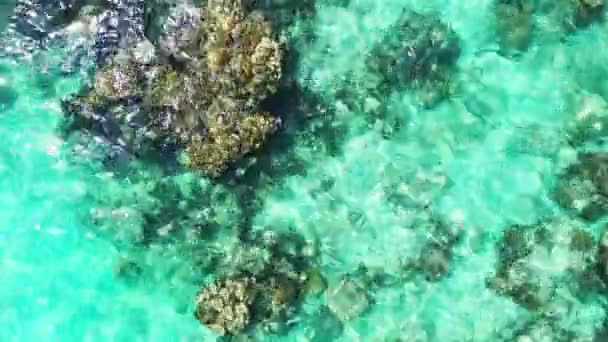 Boden Durch Transparentes Meer Betrachtet Tropisches Paradies Bora Bora Französisch — Stockvideo