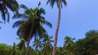 Adada yemyeşil palmiyeler var. Endonezya, Bali 'de yaz tatili.  