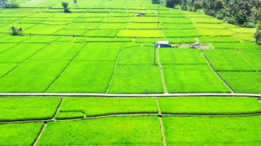 Cultivated green fields viewed from drone. Enjoying nature of Bali, Indonesia. 