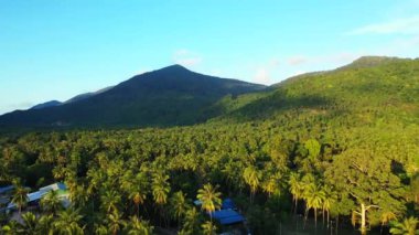 Palmiye ağaçları, dağlar ve otellerle dolu bir arazinin hava görüntüleri. 