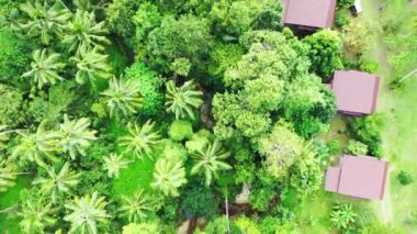 Ağaçların tepeleri ve adadaki küçük binaların manzarası. Jamaika, Karayipler 'deki doğal manzara. 