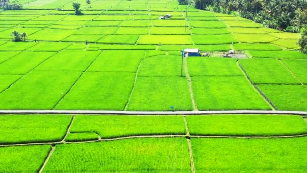 Cultivated Green Fields Viewed Drone Enjoying Nature Bali Indonesia — Video Stock