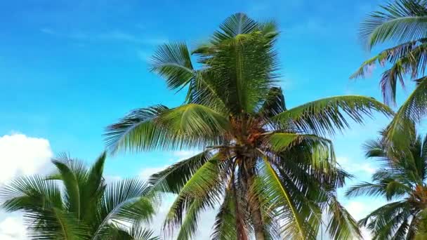 Looking Lush Green Palms Tropical Journey Bali Indonesia — Stock Video