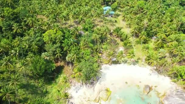 Lush Greenery Summer Island Tropical Nature Thailand Asia — Stock Video