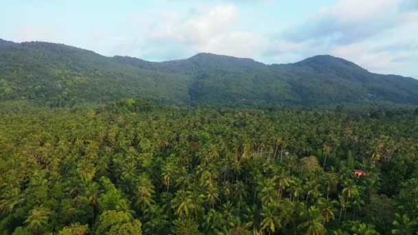 Montagnes Vertes Île Nature Tropicale Bali — Video