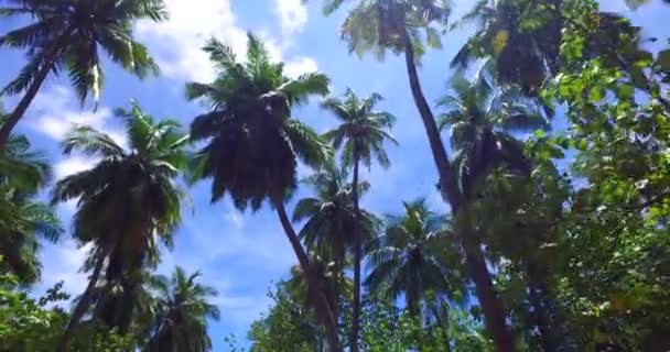 Κάτω Όψη Ψηλών Πράσινων Παλαμών Ταξιδεύοντας Στην Ινδονησία — Αρχείο Βίντεο